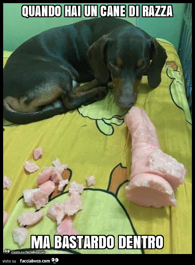 Quando hai un cane di razza ma bastardo dentro