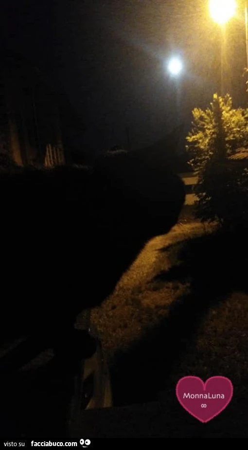 Il gatto di MonnaLuna