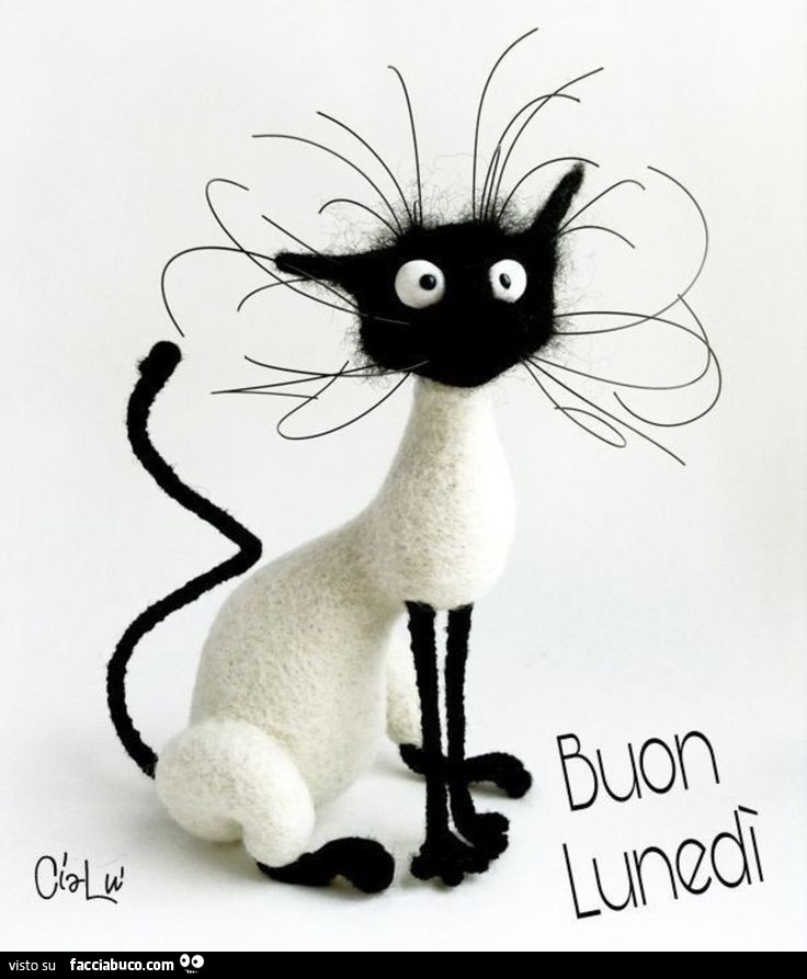 Gatto spettinato. Buon lunedì