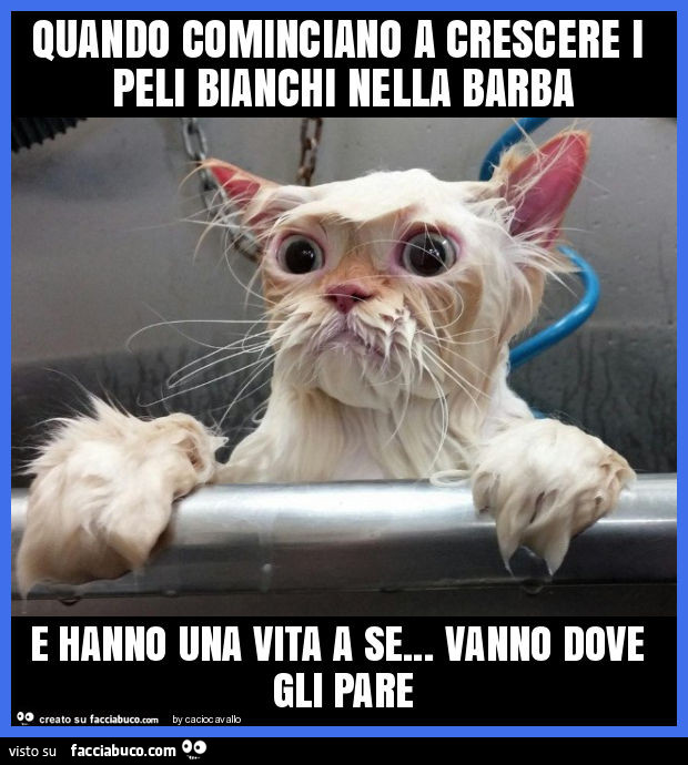Quando cominciano a crescere i peli bianchi nella barba e hanno una vita a se… vanno dove gli pare