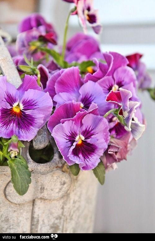 Vaccata