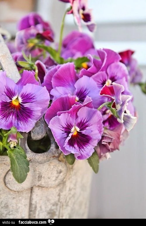 Vaccata