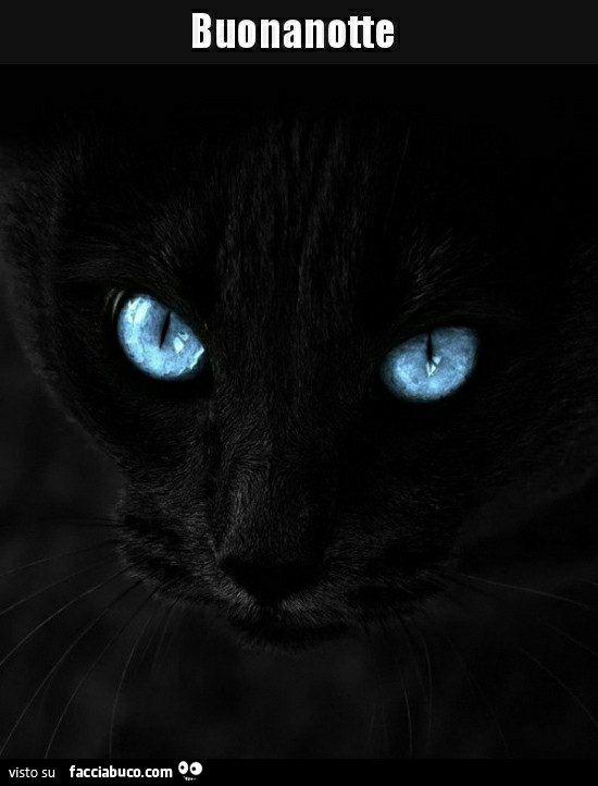 Gatto nero occhi azzurri. Buonanotte