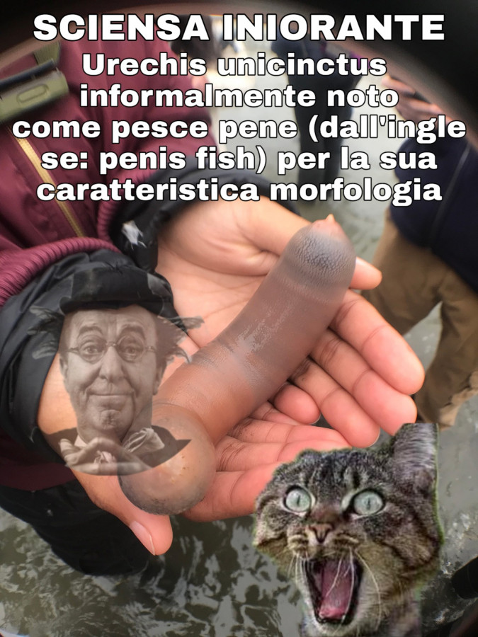 Pesce pene