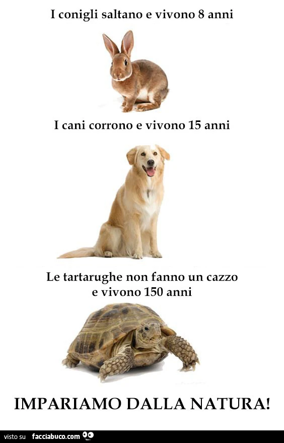 I conigli saltano e vivono 8 anni i cani corrono e vivono 15 anni le tartarughe non fanno un cazzo e vivono 150 anni. Impariamo dalla natura