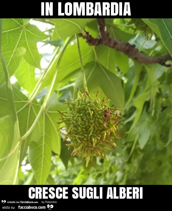 In lombardia cresce sugli alberi