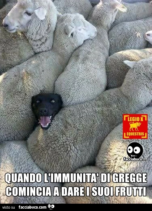 L'immunità di gregge comincia a dare i suoi frutti