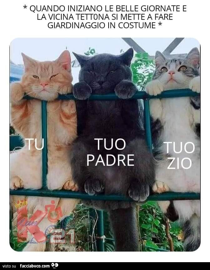 Vaccata