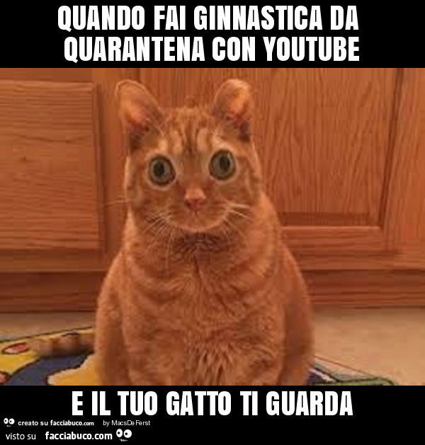 Quando fai ginnastica da quarantena con youtube e il tuo gatto ti guarda