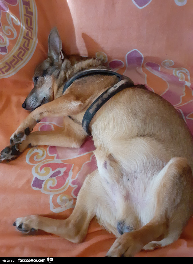 Guardo Foto Di Cagnolini Minuti E Delicati Tanto Carini E Coccolosi Facciabuco Com