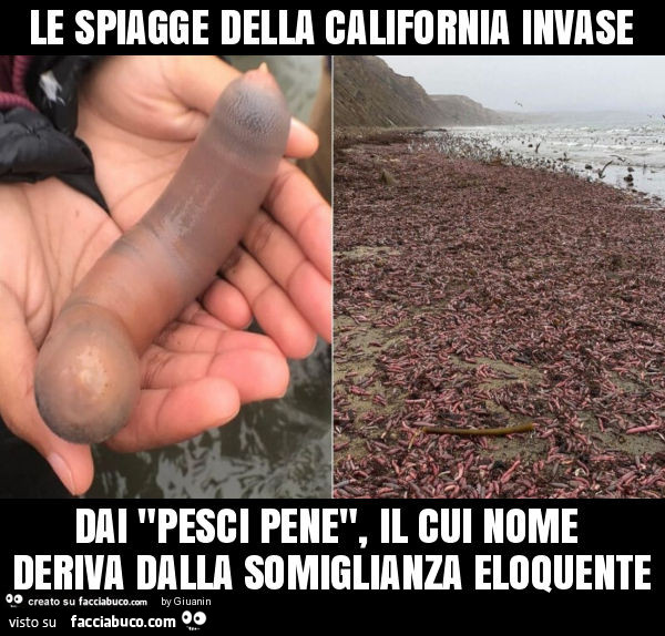 Le spiagge della california invase dai "pesci pene", il cui nome deriva dalla somiglianza eloquente