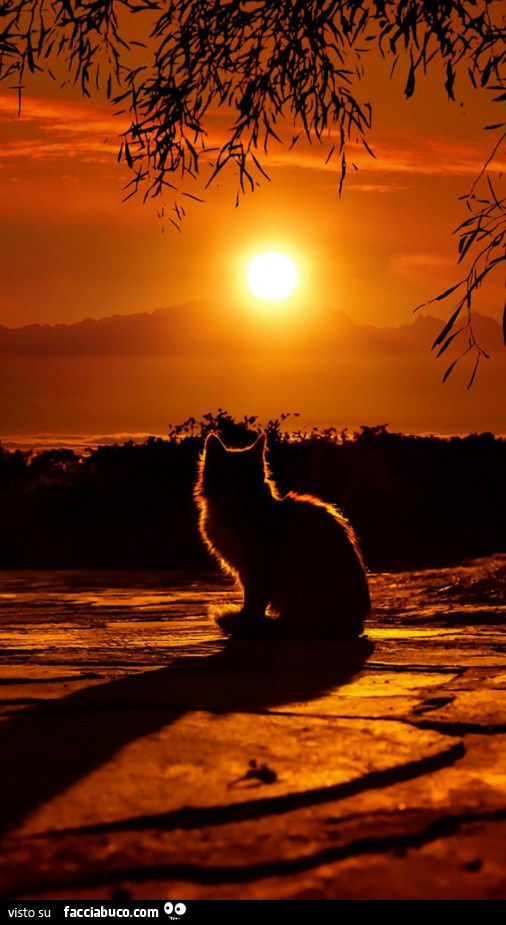 Gatto al tramonto