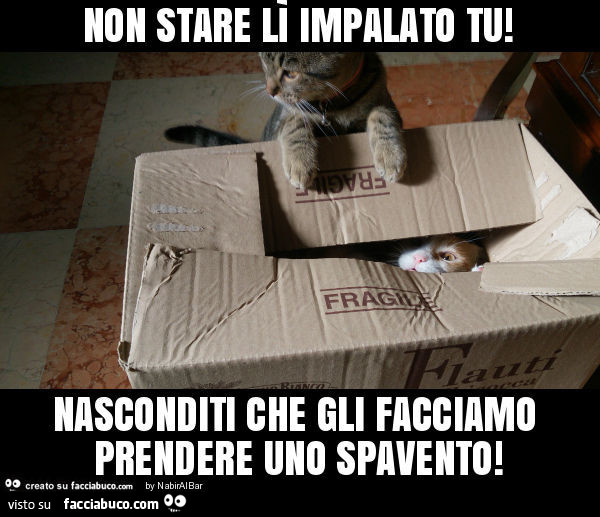 Vaccata