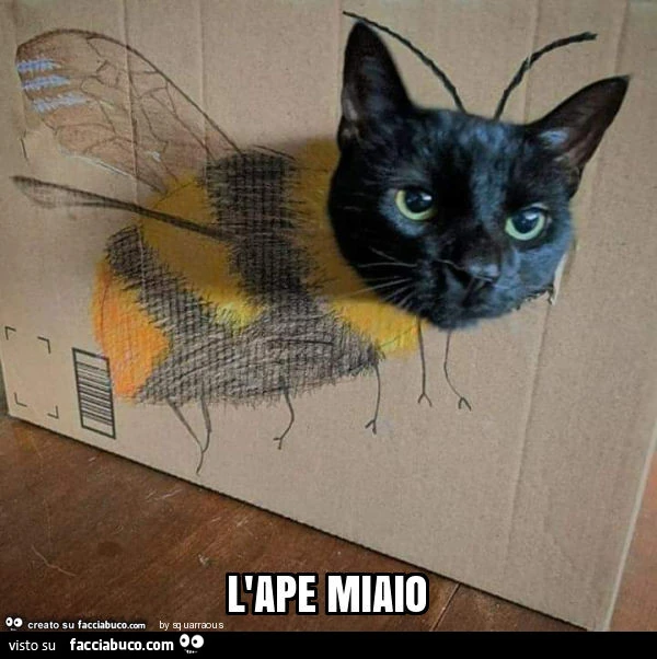 L'ape miaio