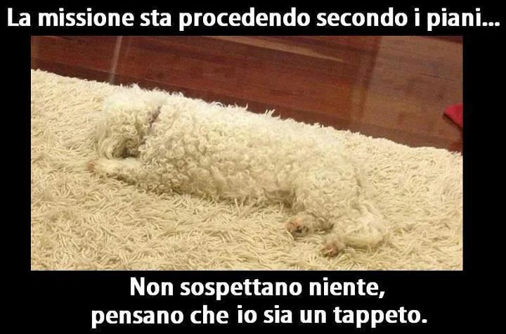 Cane Tappeto