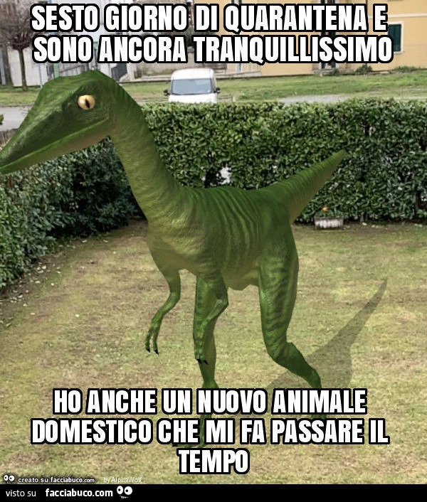 Sesto giorno di quarantena e sono ancora tranquillissimo ho anche un nuovo animale domestico che mi fa passare il tempo