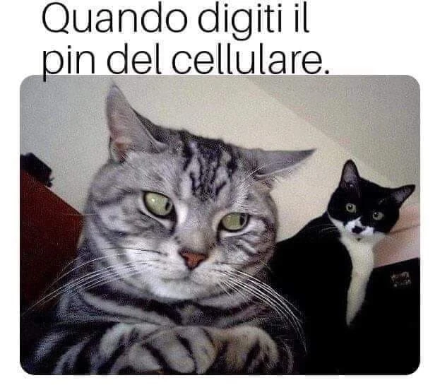 Gatti