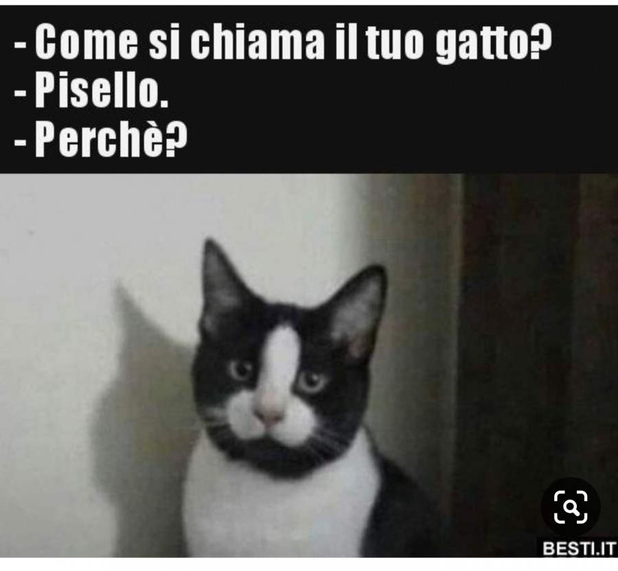 Un gatto chiamato pisello