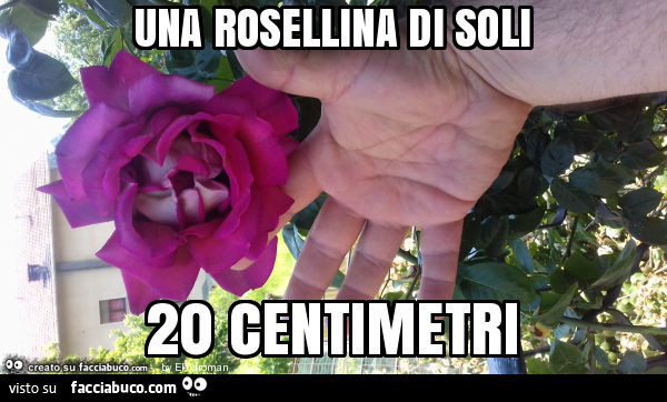 Una rosellina di soli 20 centimetri