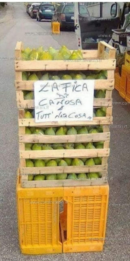 Vaccata