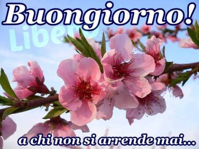 Buongiorno a chi non si arrende mai
