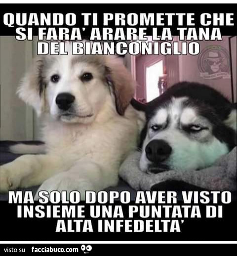 Quando ti promette che ti farà arare la tana del bianconiglio