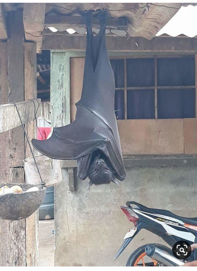 Pipistrello gigante australiano