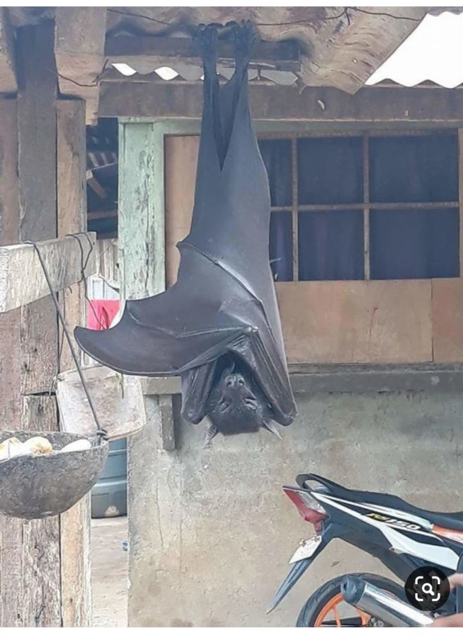 Pipistrello gigante australiano