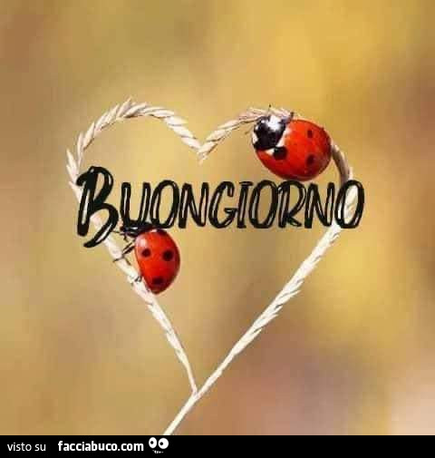 Buongiorno coccinelle cuore Facciabuco