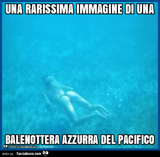 Una rarissima immagine di una balenottera azzurra del pacifico