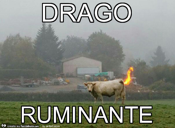 Drago ruminante