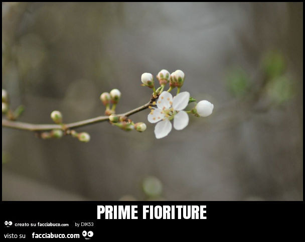 Prime fioriture