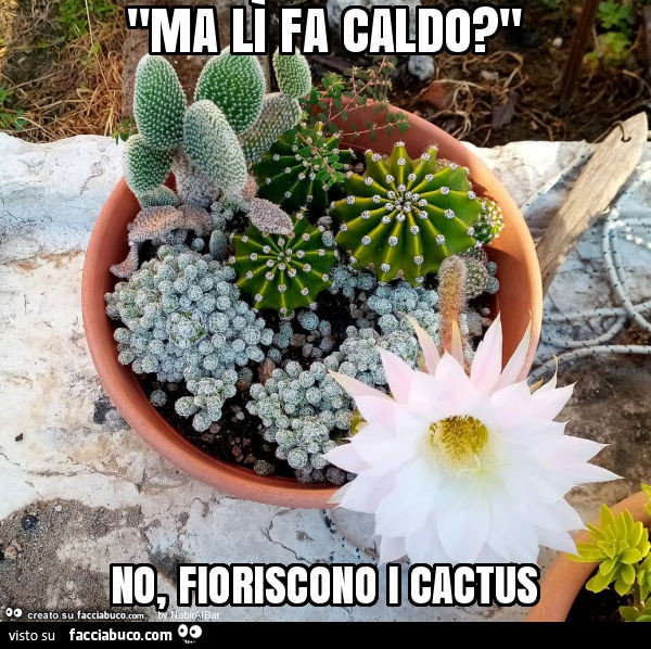 "ma lì fa caldo? " No, fioriscono i cactus