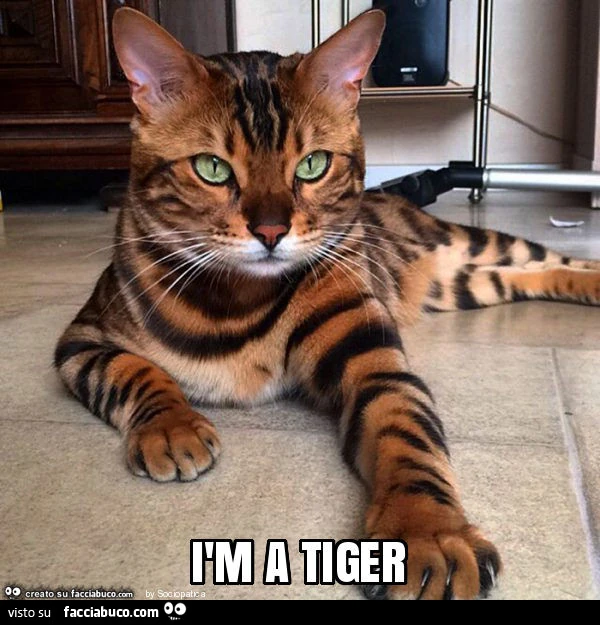 Ìm a tiger