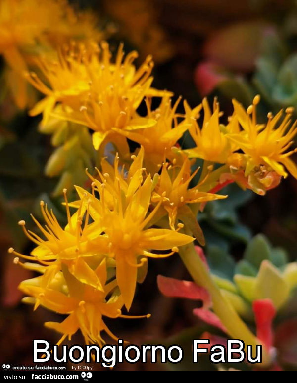 Fiori gialli. Buongiorno fabu