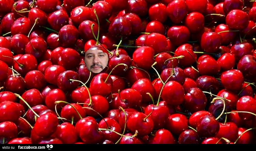 Salvini tra le ciliegie