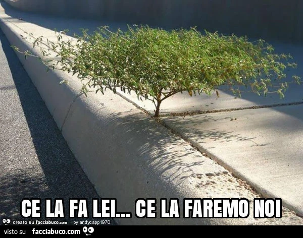 Ce la fa lei… ce la faremo noi