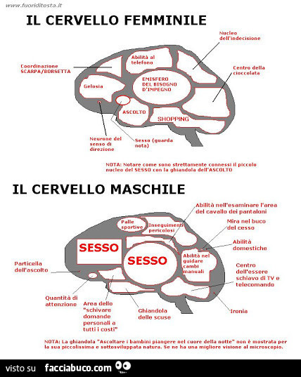 Il cervello femminile. Il cervello maschile