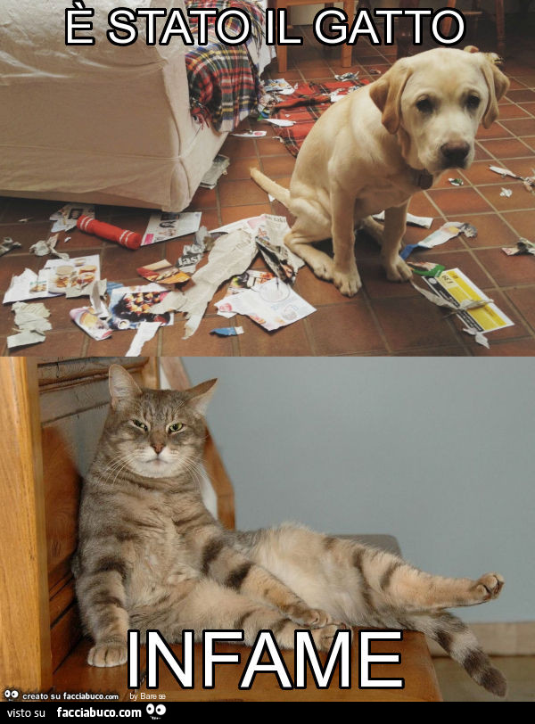 È stato il gatto infame