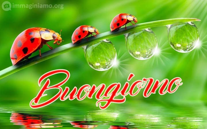 Buongiorno con coccinelle