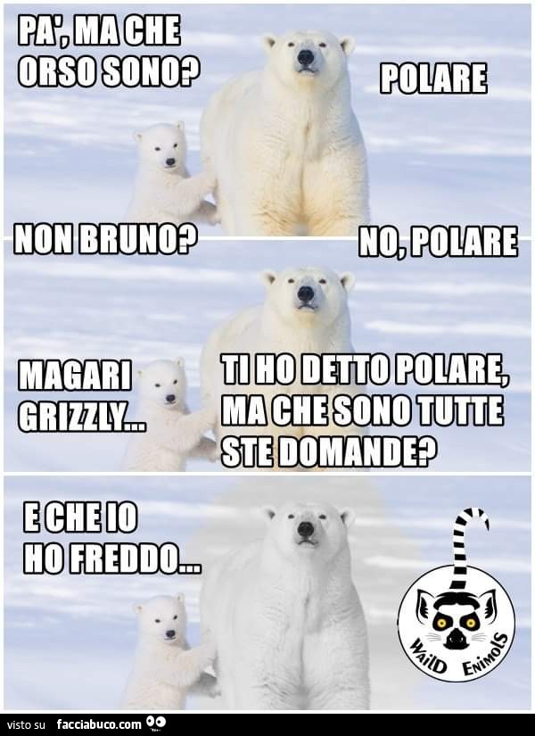 Polo Nord orso polare