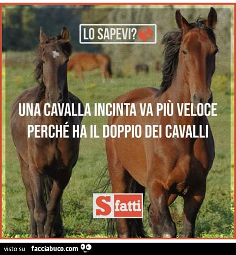 Una cavalla incinta va più veloce perché ha il doppio di cavalli