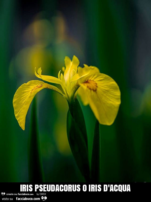 Iris pseudacorus o iris d'acqua