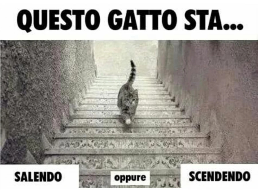 Gatto