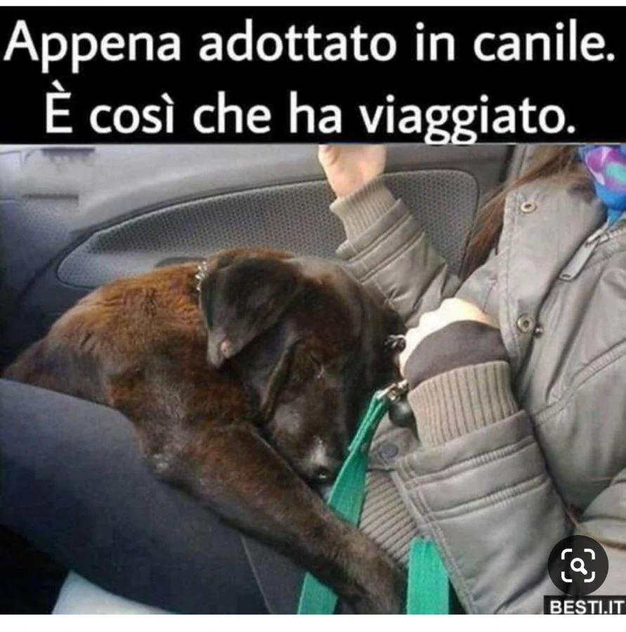 Cani adottati