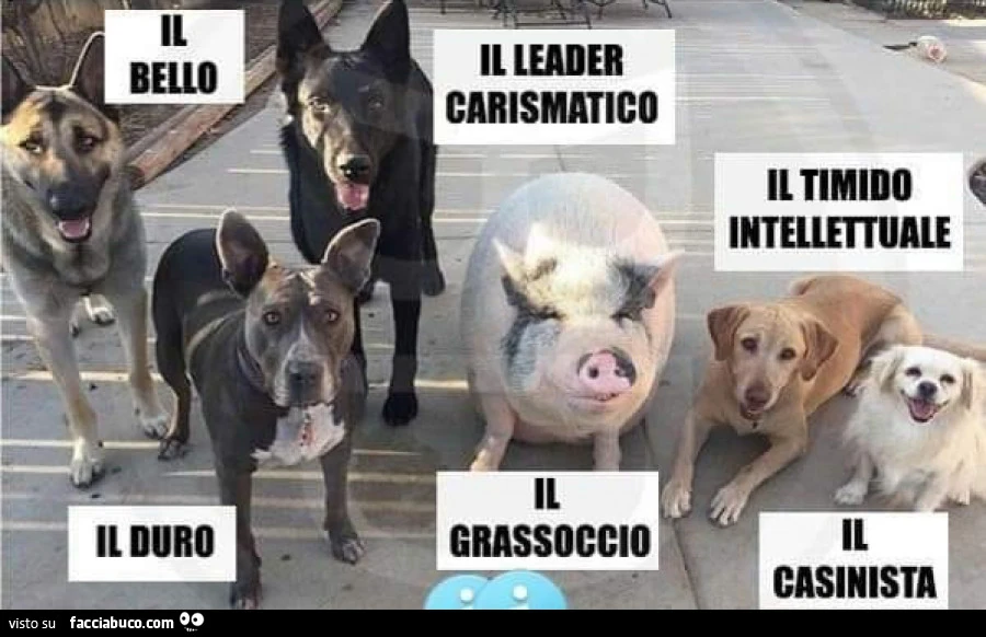 Vaccata