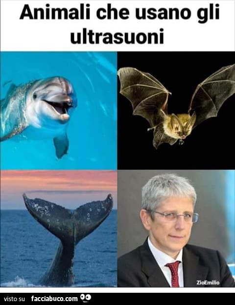 Animali che usano ultrasuoni