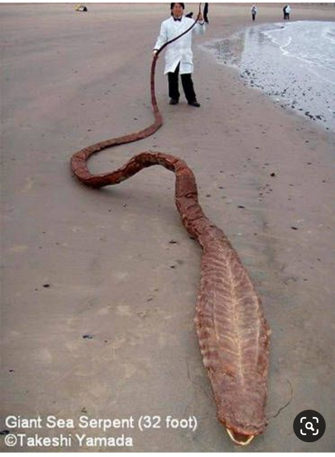 Serpenti marini