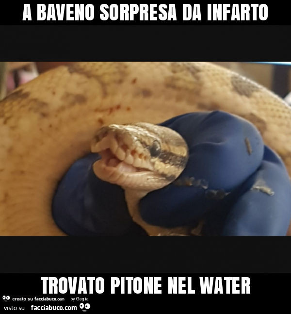 A baveno sorpresa da infarto trovato pitone nel water