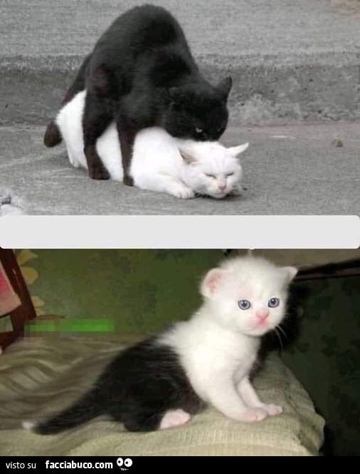 Gatto juventino